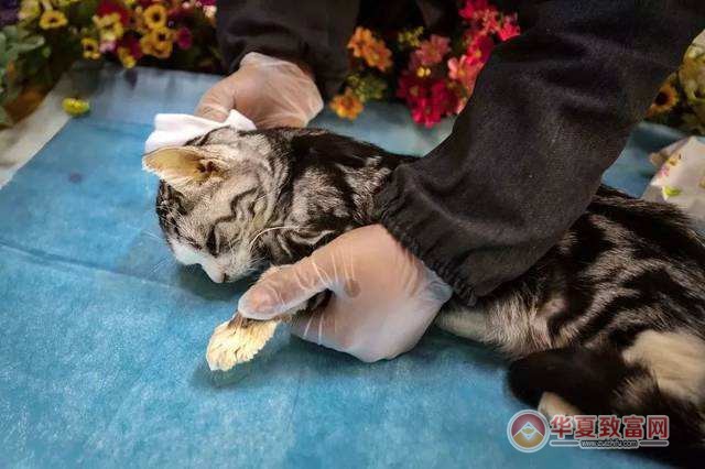 宠物殡仪馆加盟